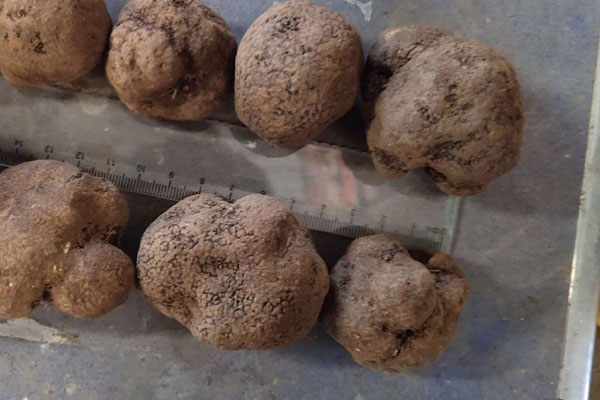 中國(guó)黑松露好還是法國(guó)黑松露好，黑松露放冷凍幾年了還能吃嗎