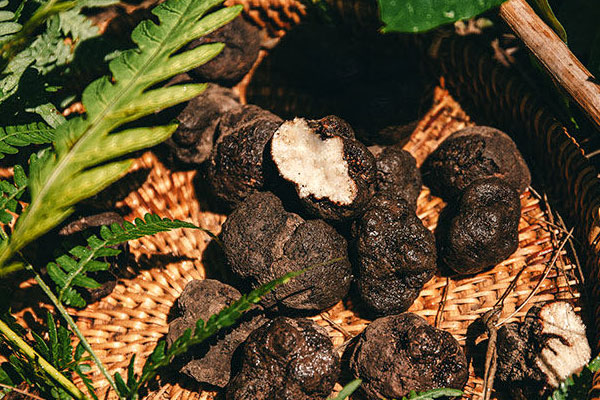 辨別新鮮松露好壞的誤區(qū)，孕婦可以吃黑松露燉雞湯嗎