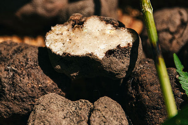 新鮮松露能保存多久，新鮮黑松露怎么吃最好