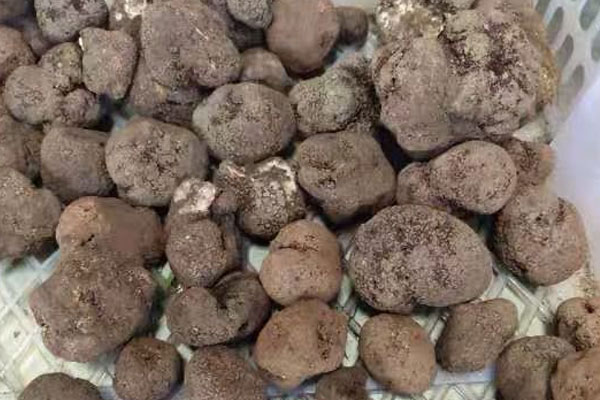 松露是保健品嗎 松露是保健品嗎