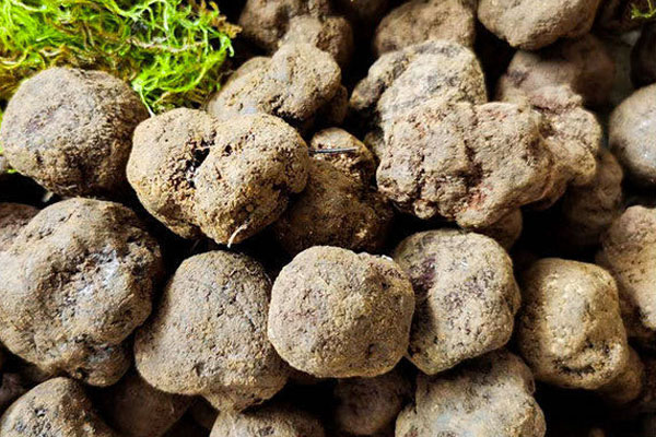 新鮮黑松露用錫紙怎么冰凍 新鮮黑松露用錫紙怎么冰凍