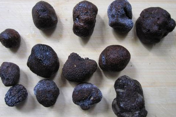 冰凍松露是什么 冰凍松露是什么