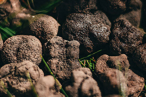 黑松露的上市時(shí)間是什么時(shí)候 黑松露的上市時(shí)間是什么時(shí)候