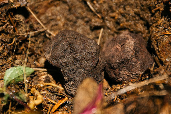 云南松露哪里最多，云南黑松露切開(kāi)是白色的嗎