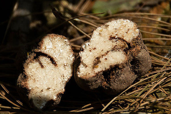 云南黑松露切開是不是白色的 云南黑松露切開是不是白色的