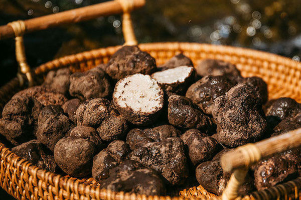 湖南有沒(méi)有松露挖，陜西有沒(méi)有松露