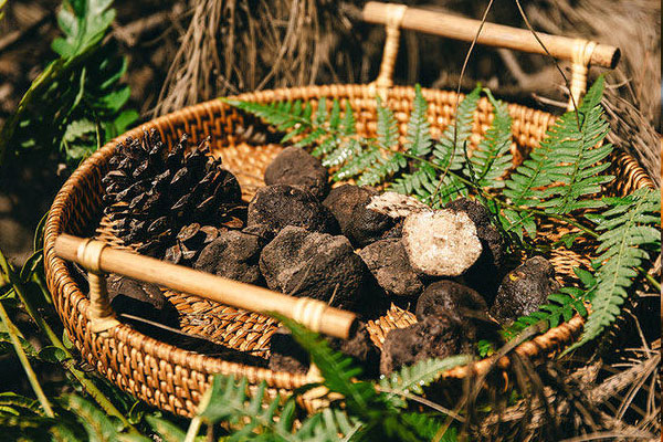 陜西有松露嗎 陜西有松露嗎