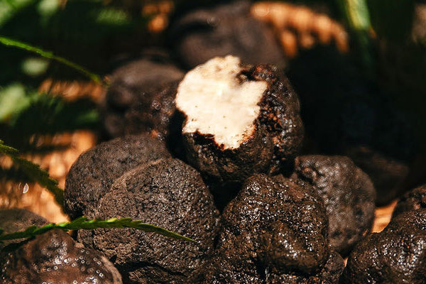 松露要怎么找才能挖出來(lái)，松露一年四季都有嗎