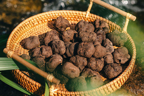 黑松露一年四季都會有嗎 黑松露一年四季都會有嗎