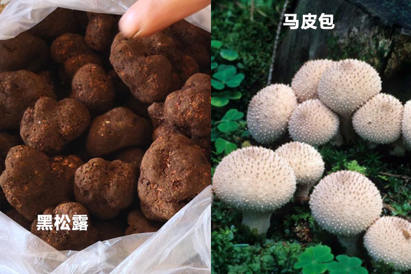 松露是馬皮包嗎
