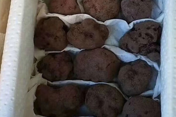 食用黑松露的注意事項 食用黑松露的注意事項