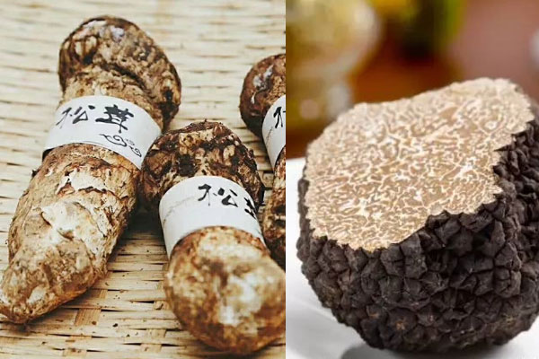 黑松露是松茸嗎，黑松露從哪里長出來的