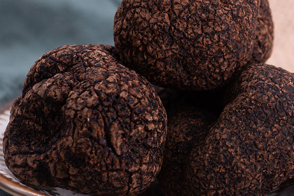 母豬靠什么找到松露的