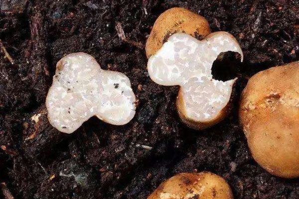 白松露幾月份成熟，白松露是什么東西呢