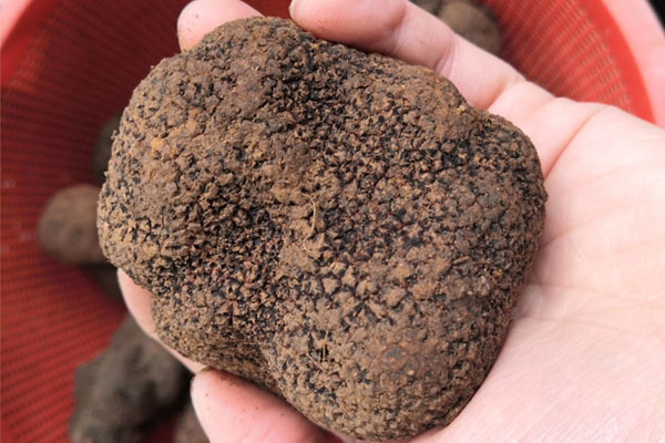 黑松露可以烏發(fā)嗎