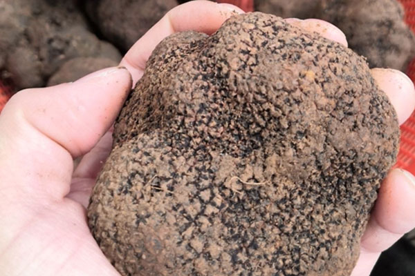 松露沒(méi)有煮熟可以回鍋再煮嗎，松露吃起脆脆的是沒(méi)有熟嗎