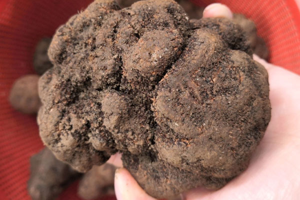 新鮮松露吃起脆脆的是沒有熟嗎 新鮮松露吃起脆脆的是沒有熟嗎