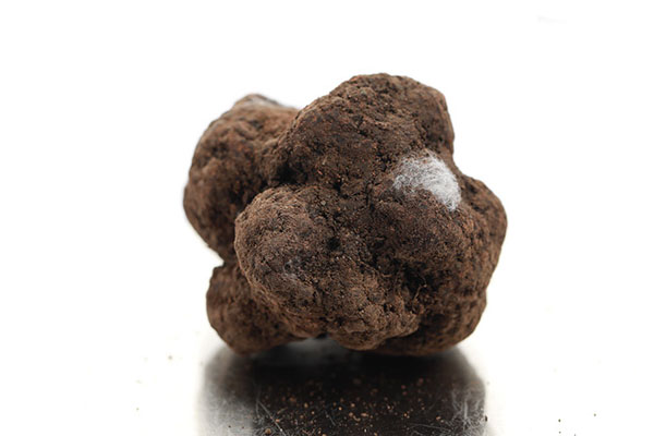 新鮮黑松露表面有白毛還可以吃嗎 新鮮黑松露表面有白毛還可以吃嗎