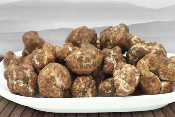 世界上有交易的松露品種有哪些 世界上有交易的松露品種有哪些