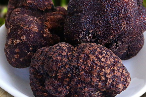 中國(guó)黑松露產(chǎn)地集中在哪里 中國(guó)黑松露產(chǎn)地集中在哪里