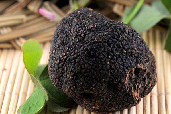 什么是麝香松露，法國(guó)最好的松露在哪里