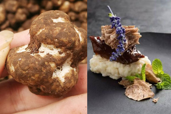 意大利的白松露節(jié)是什么時(shí)候開始 意大利的白松露節(jié)是什么時(shí)候開始