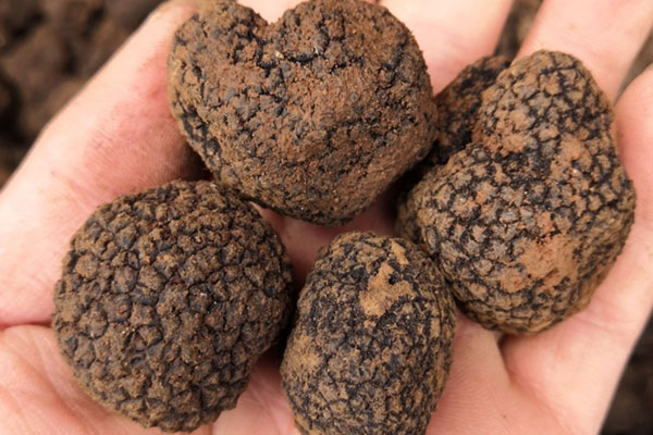 松露的記載最早是什么時(shí)候 松露的記載最早是什么時(shí)候