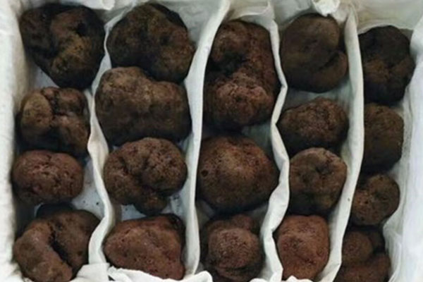 松露是什么時(shí)候列入“世界三大頂級食材”的