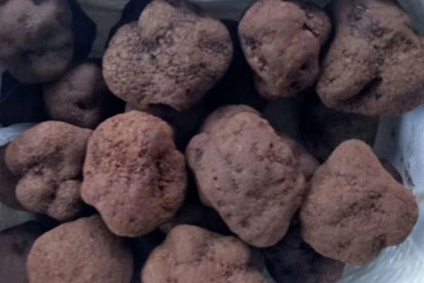 帶有泥土的松露怎么保存才好