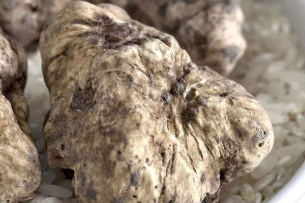 全世界最貴的松露價(jià)格 全世界最貴的松露價(jià)格