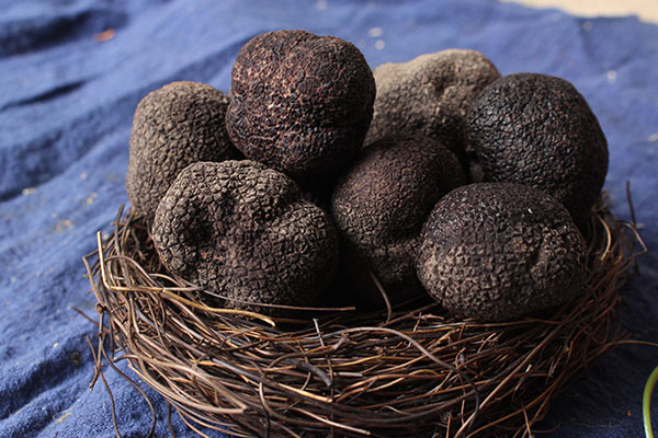 云南貢山的松露好嗎 云南貢山的松露好嗎