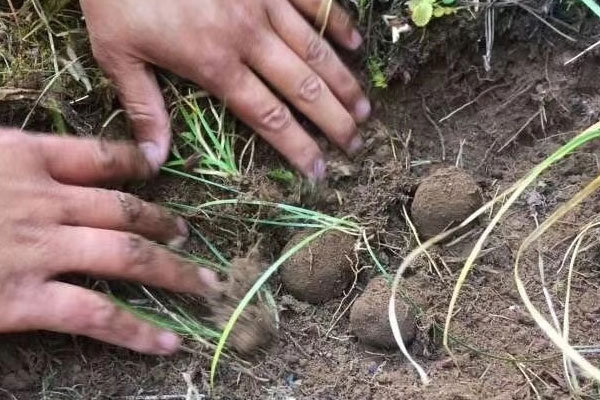 松露人工栽培成功了嗎，吃白松露適合喝什么酒