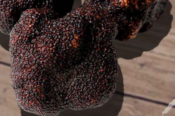 松露品質(zhì)的秘密 松露品質(zhì)的秘密