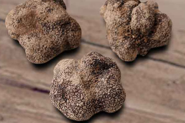 新鮮黑松露曬干好不好 新鮮黑松露曬干好不好