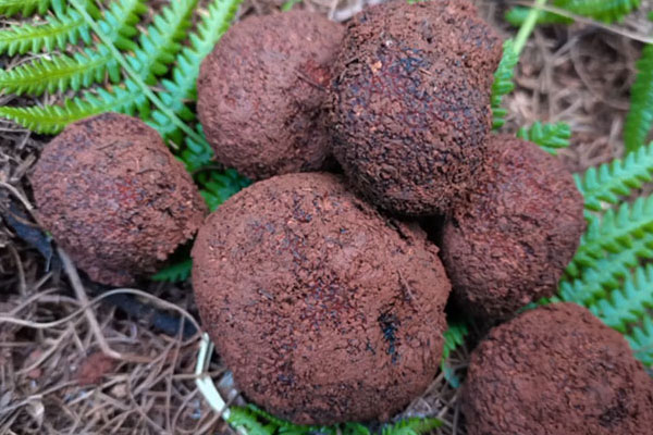 松露一般幾月份是旺季，松露犬什么時(shí)候開始訓(xùn)練才最佳