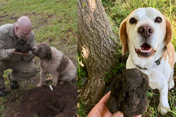 松露犬從多大開始訓(xùn)練才最佳 松露犬從多大開始訓(xùn)練才最佳