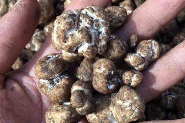 中國什么地方才有白松露 中國什么地方才有白松露