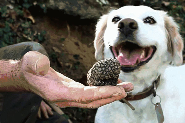 什么狗時候做松露犬 什么狗時候做松露犬