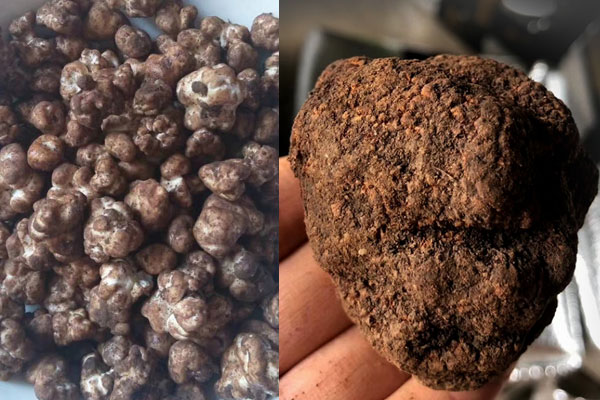 黑松露和白松露有哪些明顯的區(qū)別 黑松露和白松露有哪些明顯的區(qū)別