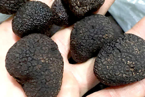 塊菌什么時(shí)候成熟，松露的味道來自哪里