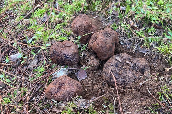 黑孢塊菌對(duì)皮膚的功效，塊菌是什么