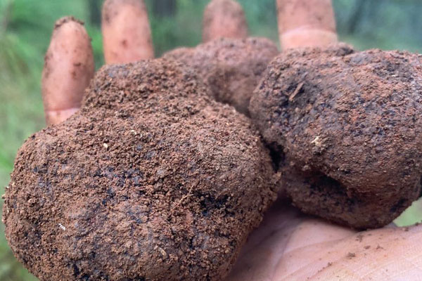 塊菌是什么東西 塊菌是什么東西