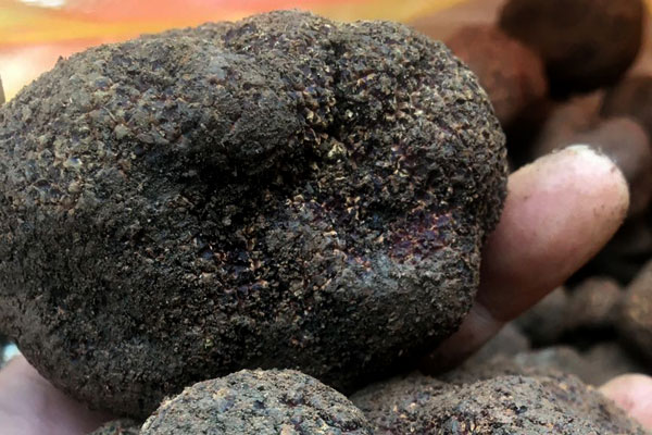 豬拱菌和黑松露是一回事嗎，松露罐頭和新鮮松露是一樣的味道嗎