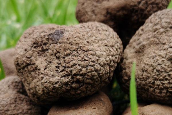云南永仁的松露好嗎 云南永仁的松露好嗎