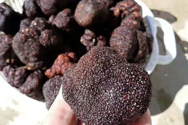 新鮮黑松露保存前應(yīng)該怎么清洗 新鮮黑松露保存前應(yīng)該怎么清洗