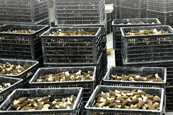 羊肚菌是怎么繁殖的 羊肚菌是怎么繁殖的