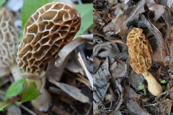 小羊肚菌好吃嗎