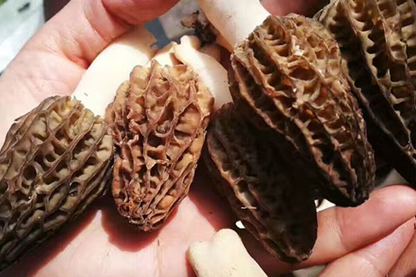 我國羊肚菌的種類 我國羊肚菌的種類