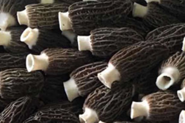 羊肚菌可以預(yù)防感冒嗎 羊肚菌可以預(yù)防感冒嗎