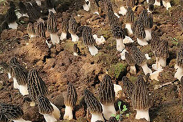 羊肚菌煲老鴨的做法，羊肚菌不熟吃會(huì)中毒嗎